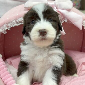 ビアデッドコリー　メルシー・１くんサムネイル