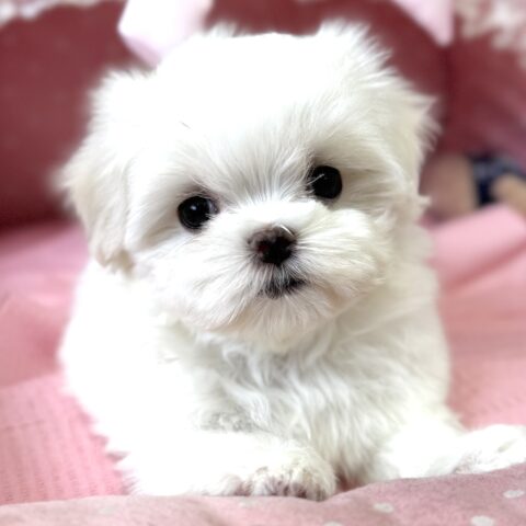 マルチーズ　ポッポ・１ちゃん