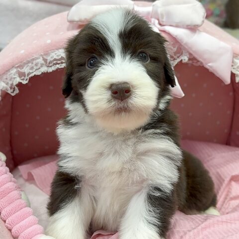 ビアデッドコリー　メルシー・１くん