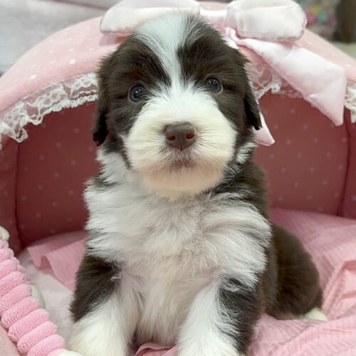 ビアデッドコリー　メルシー・１くん