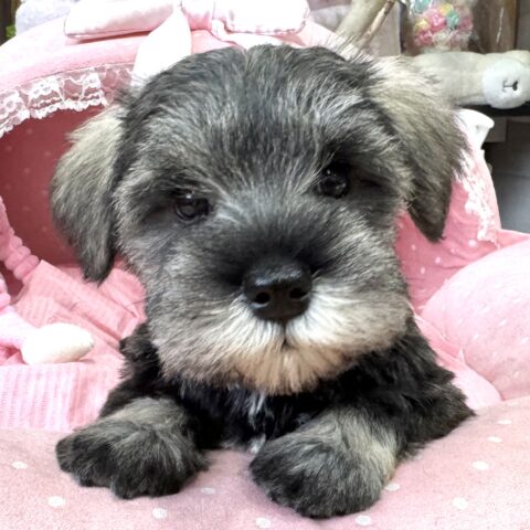 ミニチュアシュナウザー　たまき・１くん