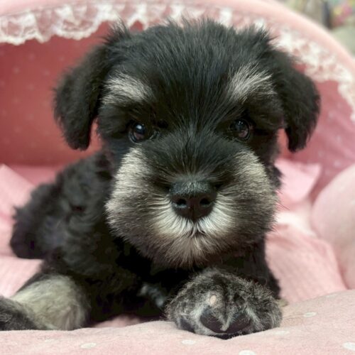 ミニチュアシュナウザー　りこ・１くん