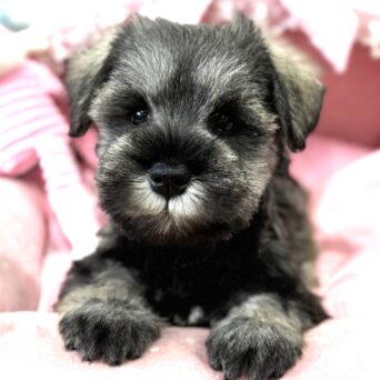 ミニチュアシュナウザー　たまき・２くんサムネイル