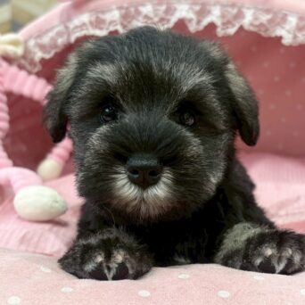 ミニチュアシュナウザー　りこ・２くんサムネイル