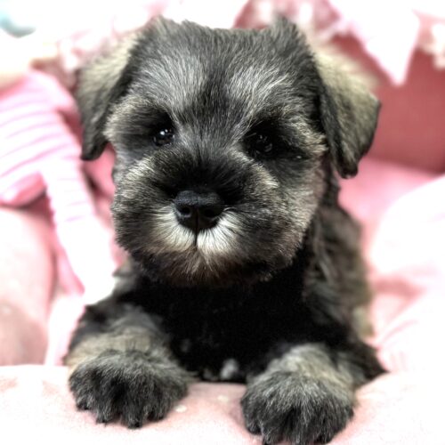 ミニチュアシュナウザー　たまき・２くん