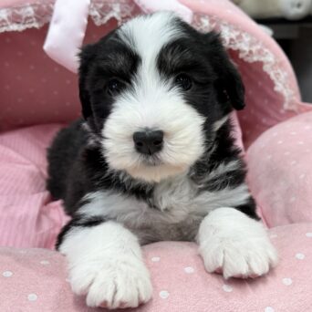 ビアデッドコリー　メルシー・６ちゃんサムネイル