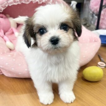 マルポメ（MIX）１くんサムネイル