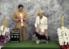 ドッグショーサムネイル