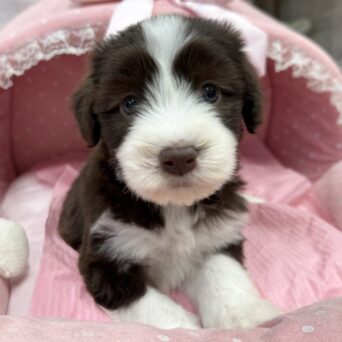 ビアデッドコリー　メルシー・５ちゃんサムネイル