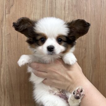 パピヨン　ヒラリル・２くんサムネイル