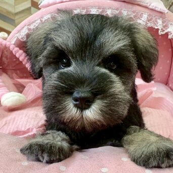 ミニチュアシュナウザー　椿・１ちゃんサムネイル