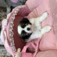 パピヨン　ゆか・１くん