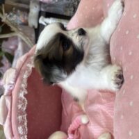 パピヨン　ゆか・１くん