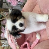 パピヨン　ゆか・１くん