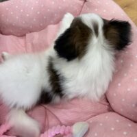パピヨン　ゆか・１くん