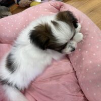パピヨン　ゆか・１くん