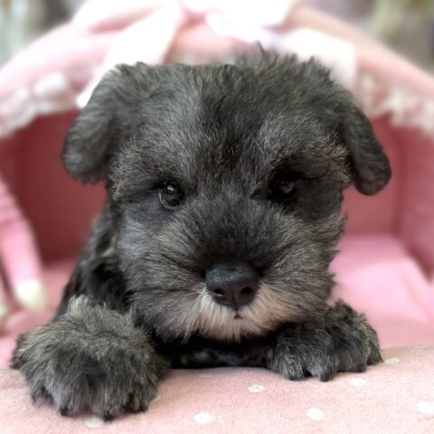 ミニチュアシュナウザー　かな・１ちゃん