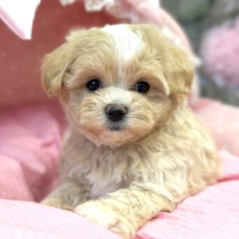 マルプー　１ちゃんサムネイル