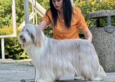 ステラちゃん欧州でCHチャレンジツアーサムネイル
