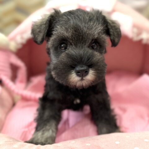 ミニチュアシュナウザー　つらら・２ちゃん