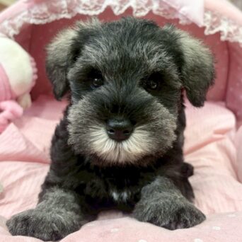 ミニチュアシュナウザー　まこ・３くんサムネイル