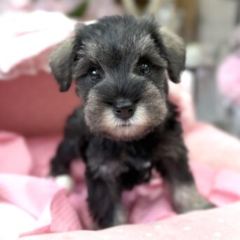 ミニチュアシュナウザー　つらら・１ちゃんサムネイル