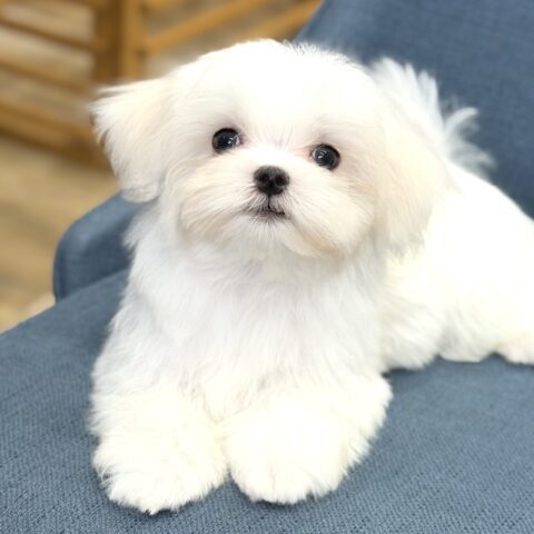 マルチーズ　シルク・１くん