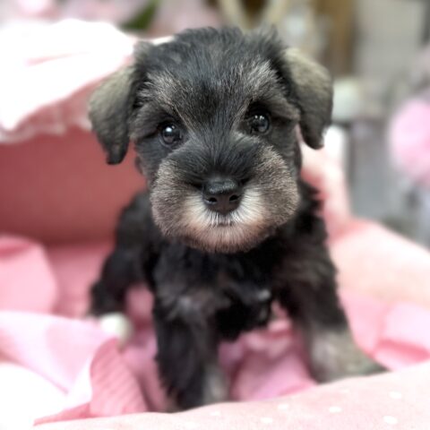 ミニチュアシュナウザー　つらら・１ちゃん