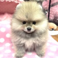 ココ2