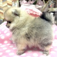 ココ5