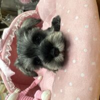 ミニチュアシュナウザー　つむ・2くん
