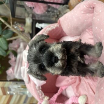 ミニチュアシュナウザー　つむ・2くんサムネイル