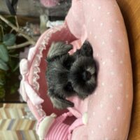 ミニチュアシュナウザー　つむ・3くん