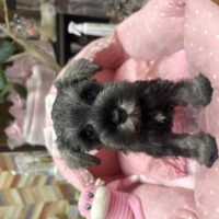 ミニチュアシュナウザー　つむ・3くん