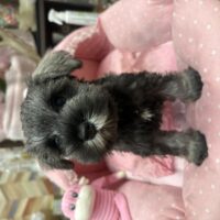 ミニチュアシュナウザー　つむ・3くん