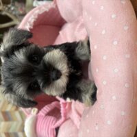 ミニチュアシュナウザー　つむ・1ちゃん
