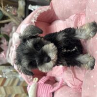 ミニチュアシュナウザー　つむ・1ちゃん