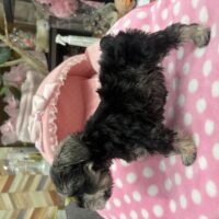 ミニチュアシュナウザー　つむ・1ちゃん