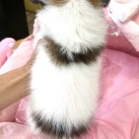 IMG_8734