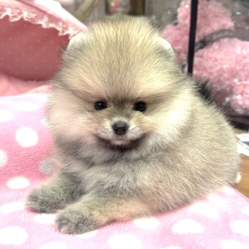 ポメラニアン　ココ・1くん