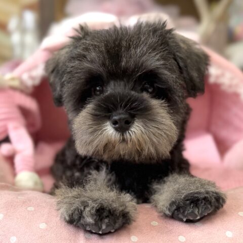 ミニチュアシュナウザー　ガオ・５ちゃん