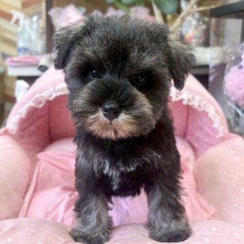 ミニチュアシュナウザー　ガオ・４ちゃん