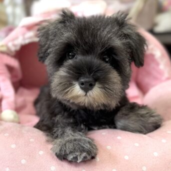 ミニチュアシュナウザー　ガオ・４ちゃんサムネイル