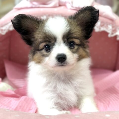 パピヨン　モコモコ・１ちゃん