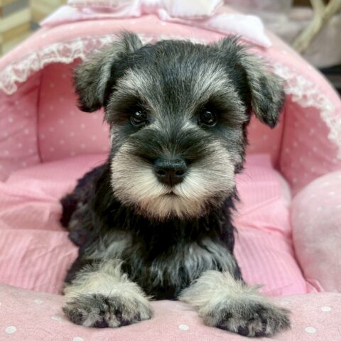 ミニチュアシュナウザー　木の実・２ちゃん
