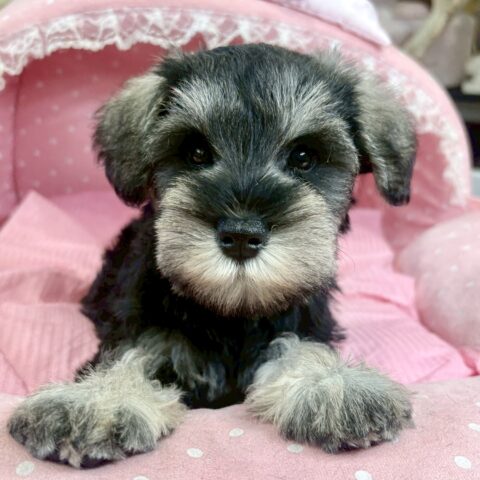 ミニチュアシュナウザー　木の実・３ちゃん