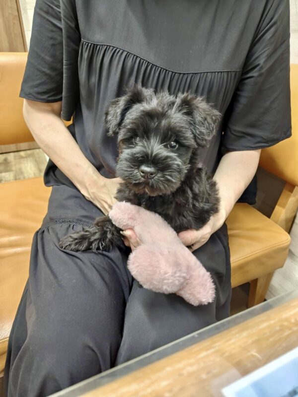 巣立って行ったステラっ子サムネイル