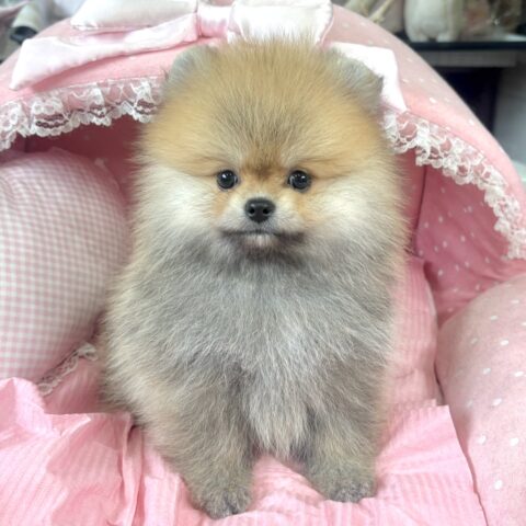 ポメラニアン　ロン・２ちゃん