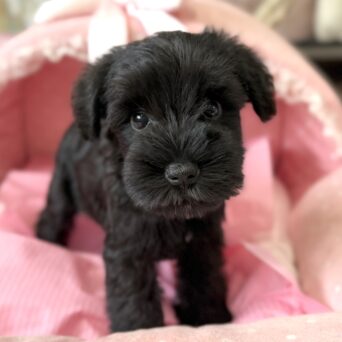 ミニチュアシュナウザー　ふぃず・１ちゃんサムネイル