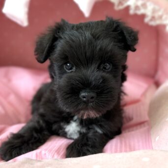 ミニチュアシュナウザー　フィズ・４ちゃんサムネイル